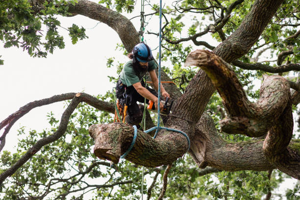 Best Palm Tree Trimming  in USA